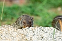 Serengeti Banded Mongoose0